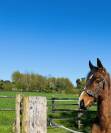 Magnifique poulain sf 