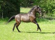 Poulain noir de 2 ans