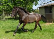 Poulain noir de 2 ans