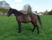 Poulain noir de 2 ans