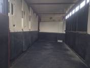 Camion chevaux