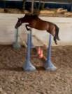 Jument super pour  Amateur
