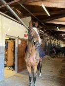 Jument 5ans Opium x Baloubet