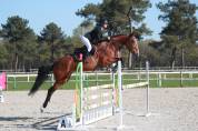 Jument 5ans Opium x Baloubet