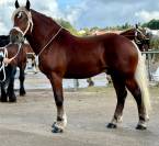 Cheval comtois, attelage 