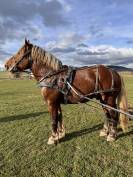 Cheval comtois, attelage 