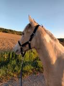 Poney ONC