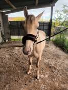 Poney ONC