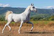 Très joli Hongre Lipizzan 11 ans Dressage Loisir