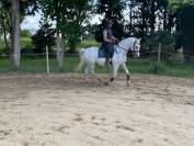 Castrone Lipizzan In vendita 2014 Bianco