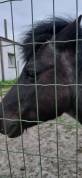 Adorable petit poney très affectueux