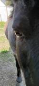 Adorable petit poney très affectueux