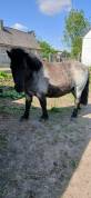Adorable petit poney très affectueux