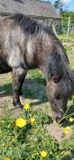 Adorable petit poney très affectueux