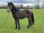 Poney club ou loisir