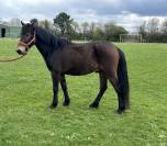 Poney club ou loisir