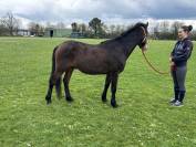 Poney club ou loisir