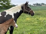 Pouliche Paint horse de performance 