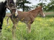 Pouliche Paint horse de performance 