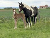 Pouliche Paint horse de performance 