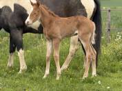 Pouliche Paint horse de performance 