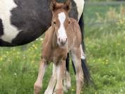 Pouliche Paint horse de performance 