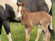 Pouliche Paint horse de performance 