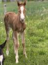 Pouliche Paint horse de performance 