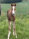 Pouliche Paint horse de performance 