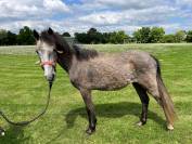Poney club ou loisir