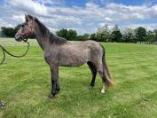 Poney club ou loisir