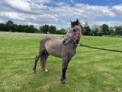 Poney club ou loisir