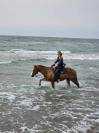Hongre Quarter Horse de 2019