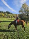 Hongre Quarter Horse de 2019
