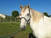 Cheval de trait