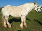 Cheval de trait