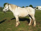 Cheval de trait
