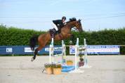 Castrone AES Anglo European Studbook In vendita 2013 Baio ,  BALOUBET DU ROUET