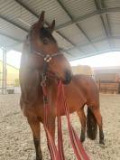 Cheval pour loisir et compagnie 