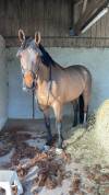 Cheval pour loisir et compagnie 