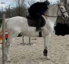 Cavallo belga cat 140/145