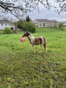 Poney shetland 