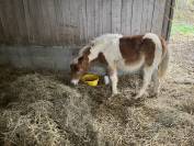 Poney shetland 