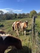 Poney shetland 