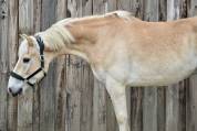 JOLI HAFLINGER 
