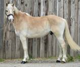 JOLI HAFLINGER 
