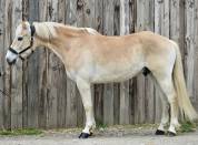 JOLI HAFLINGER 