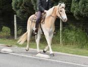 JOLI HAFLINGER 