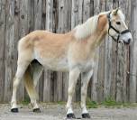JOLI HAFLINGER 