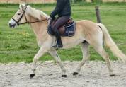 JOLI HAFLINGER 